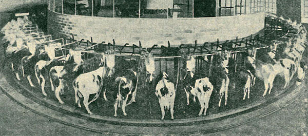 automatyczne dojenie krów